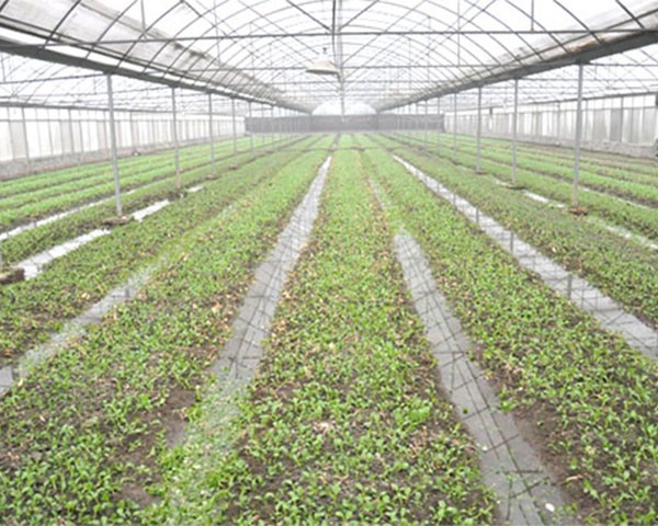 育苗溫室工程