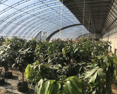 溫室大棚建設(shè)的土壤選擇